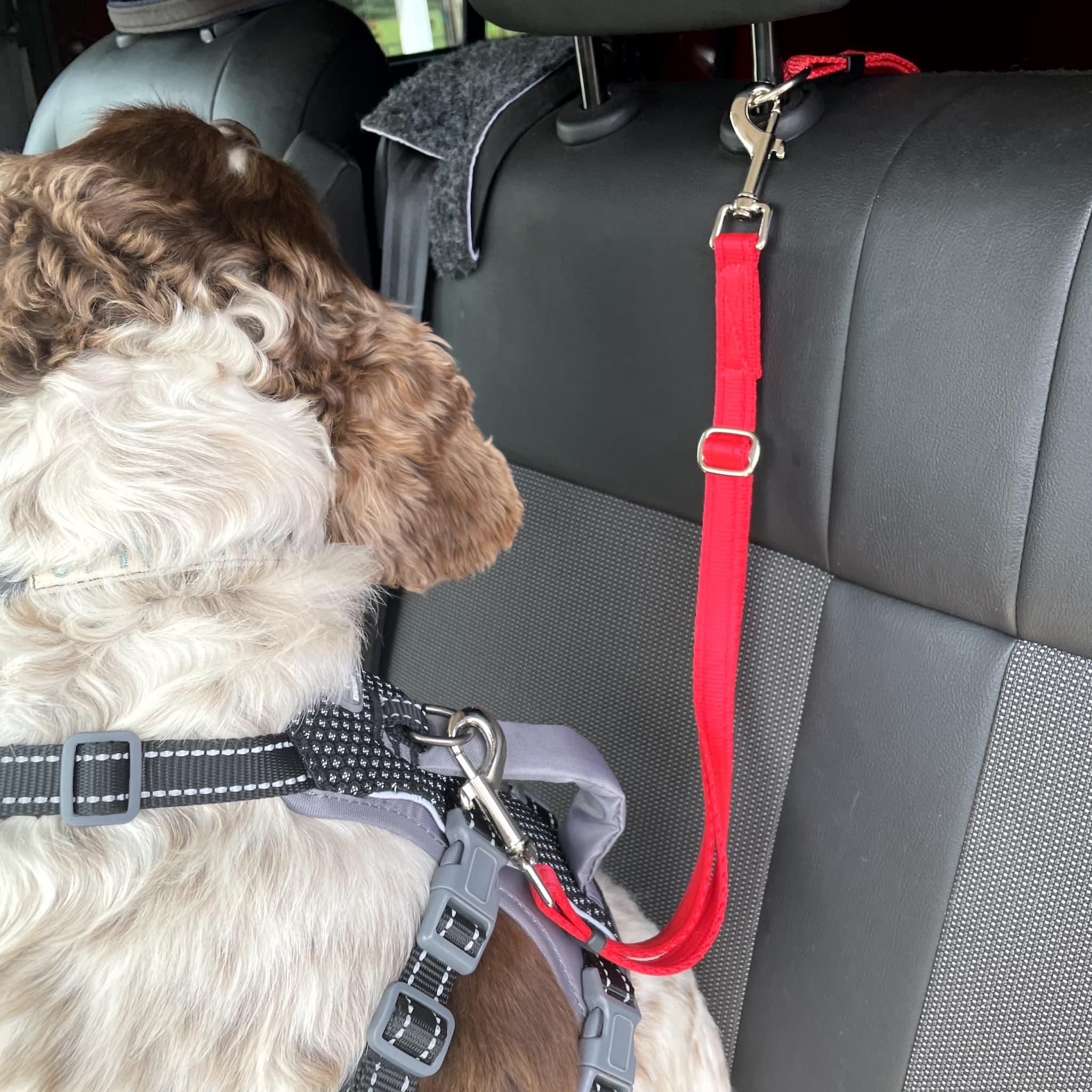 Seat belt harness for pets