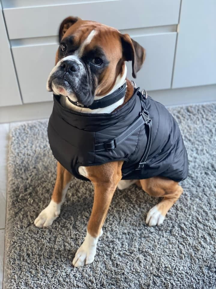 Dog Winter Jacket