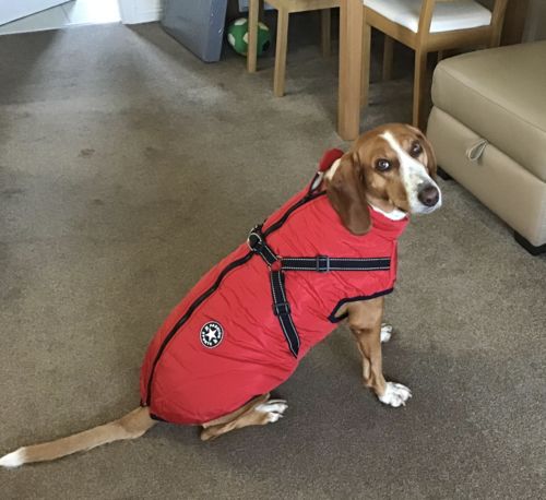 Dog Winter Jacket
