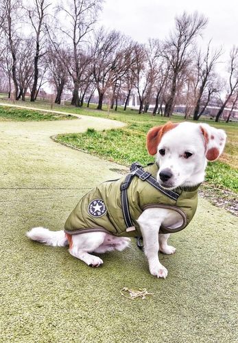 Dog Winter Jacket